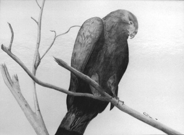 The Watchful Hawk