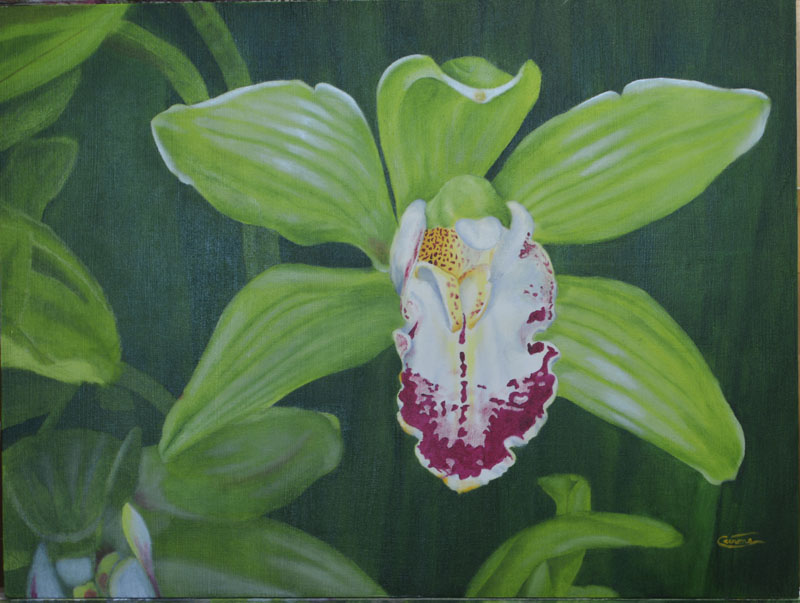 Painting of a Cymbidium Orchid