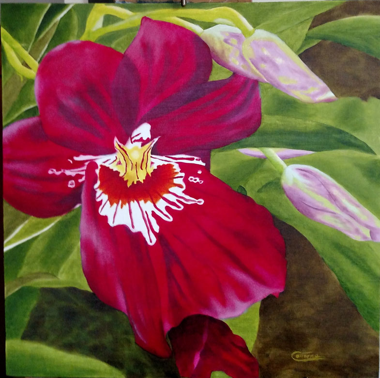 Painting of a Miltoniopsis Orchid