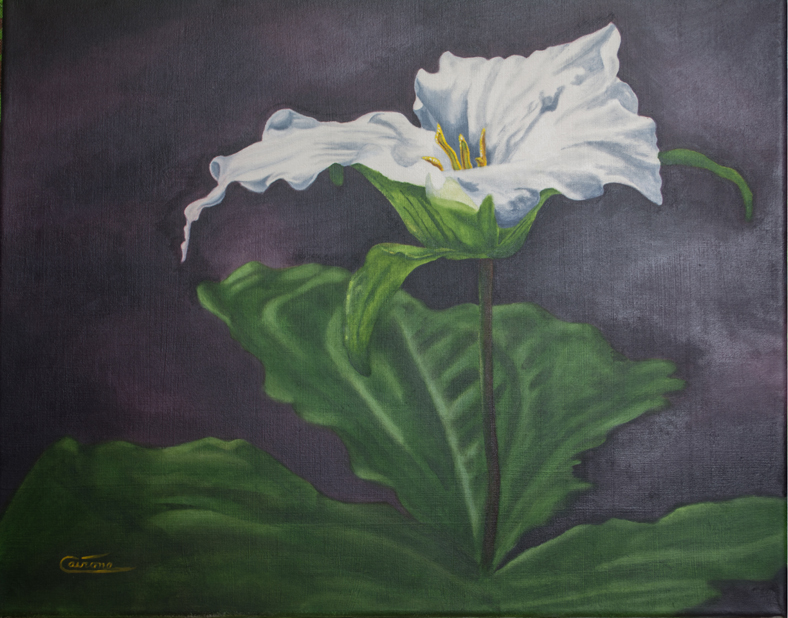 Painting of a Great White Trillium flower